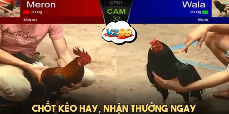 Kê chiến đẳng cấp kelso, mclean hatch, sweater, asil tại đá gà VZ99 online